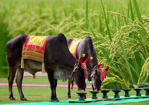 The Royal Ploughing Ceremony In Cambodia